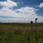 schier bloemen