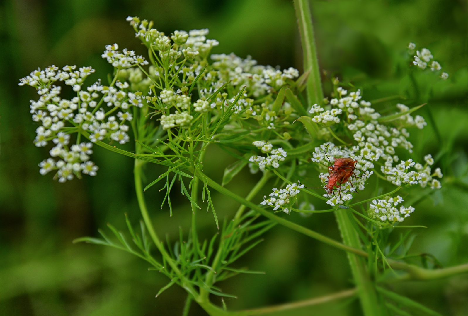 Schierlings-Wasserfenchel