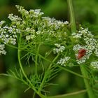 Schierlings-Wasserfenchel