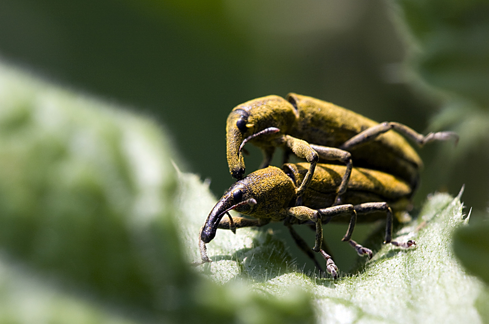 Schierlingsrüssler ( Lixus iridis )