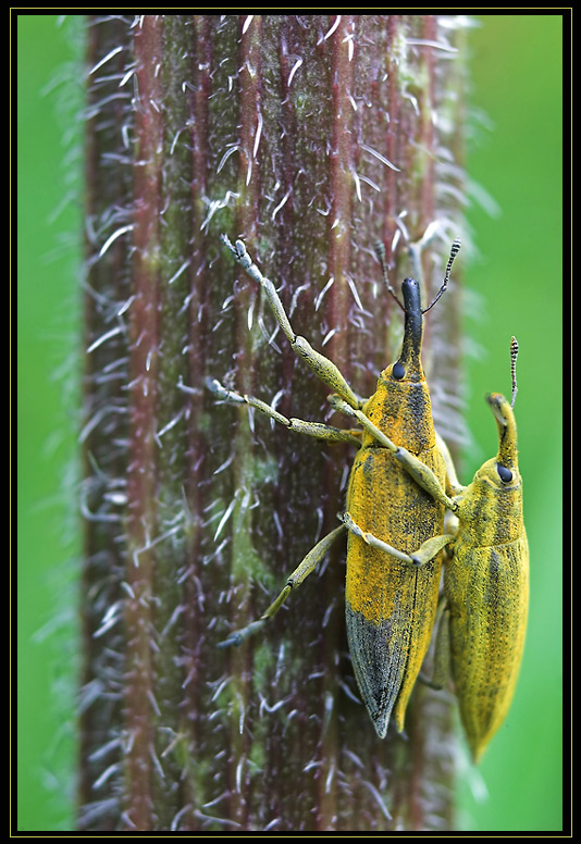 Schierlingsrüssler (Lixus iridis)