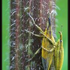 Schierlingsrüssler (Lixus iridis)