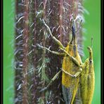 Schierlingsrüssler (Lixus iridis)