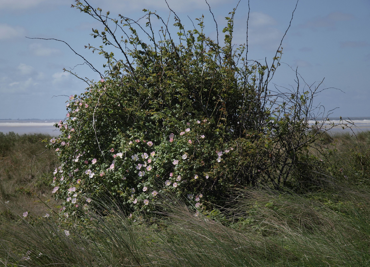 schiermonnikoof duinroos