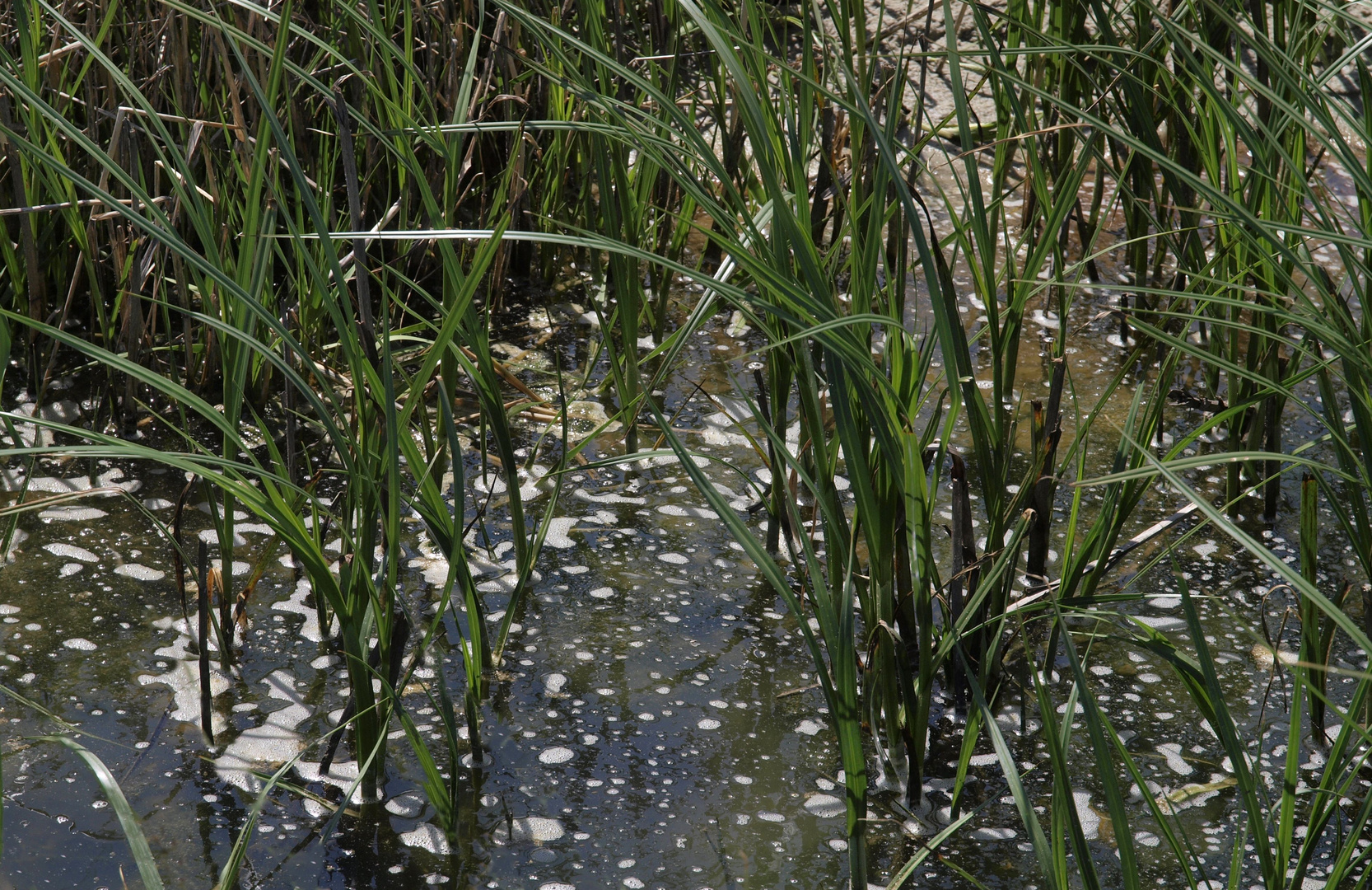 schiermonnikoog