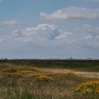 schiermonnikoog - kwelder