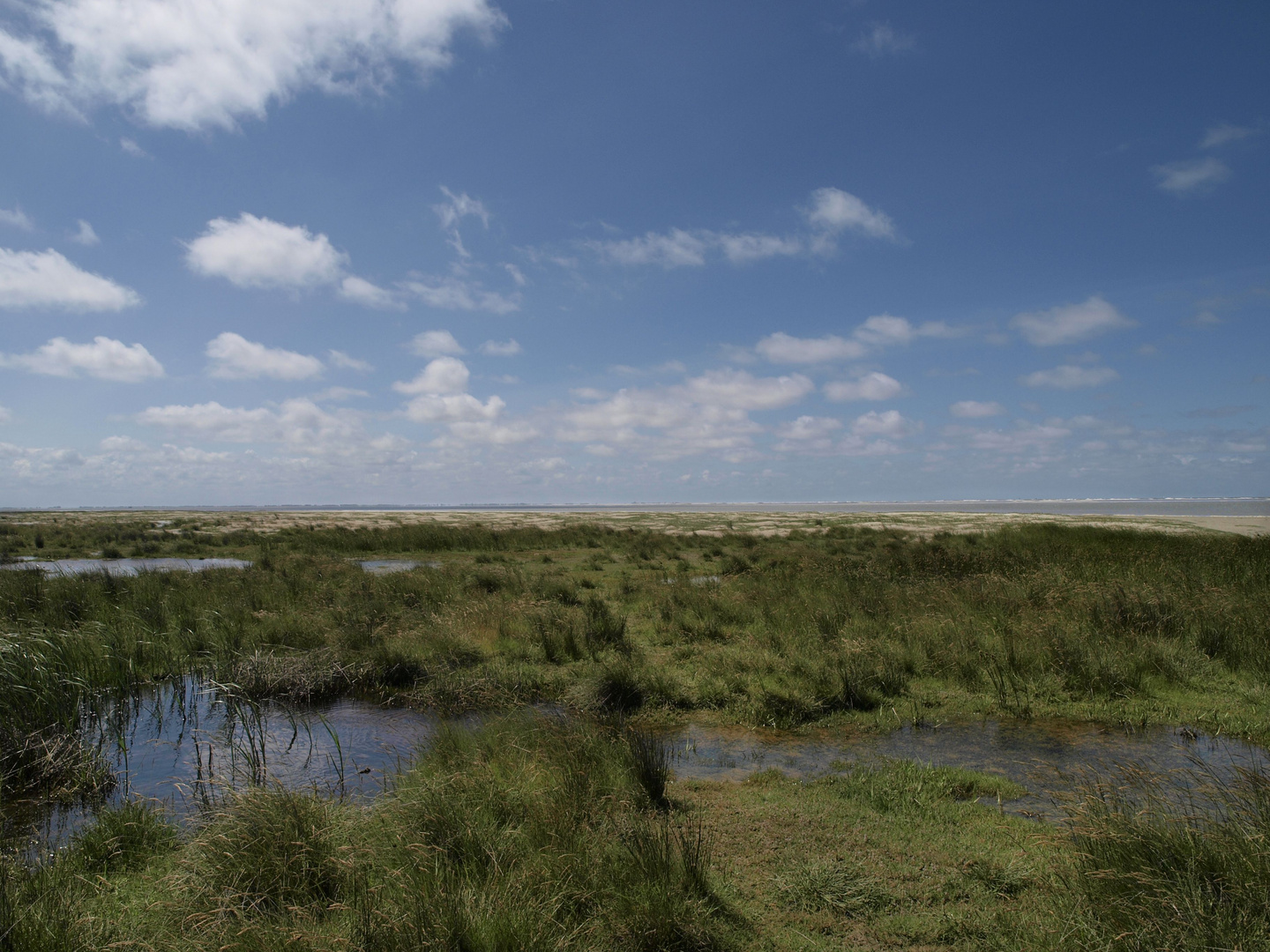 schiermonnikoog - kwelder