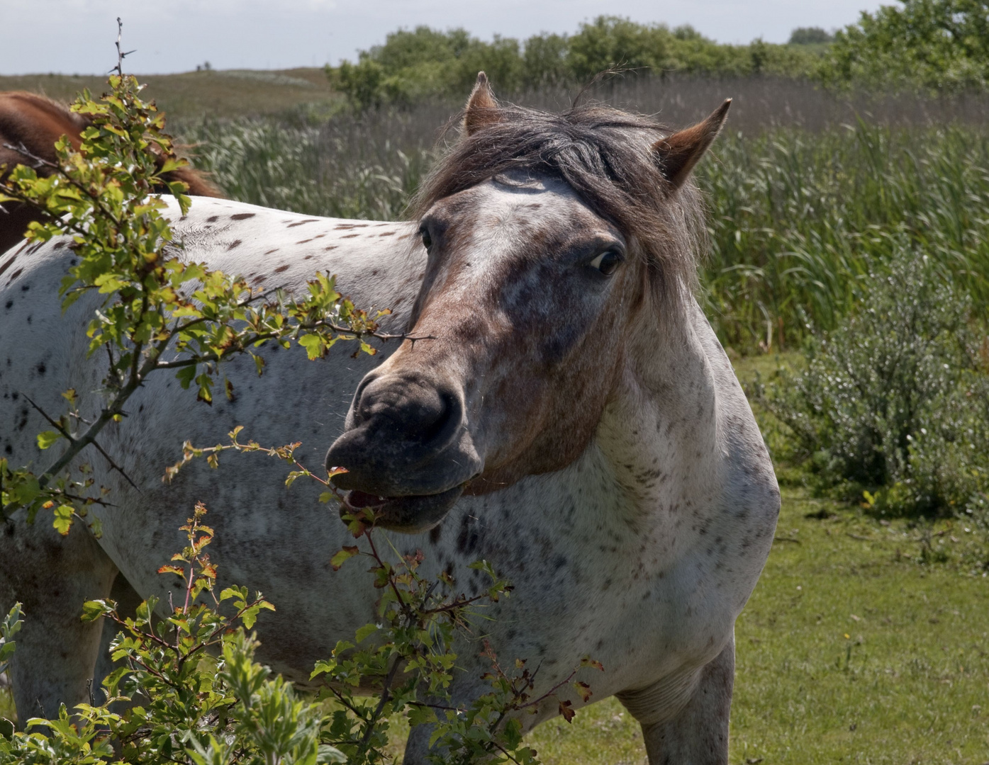 schiermonnikoog - kwelder