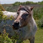 schiermonnikoog - kwelder