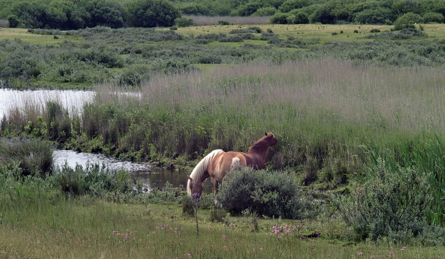 Schiermonnikoog kwelder paarden