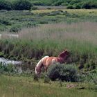 Schiermonnikoog kwelder paarden