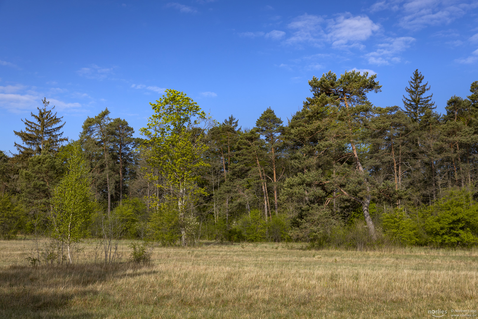 Schießplatzheide mit Bäumen