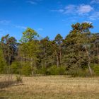 Schießplatzheide mit Bäumen