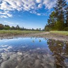 Schießplatzheide mit Pfütze