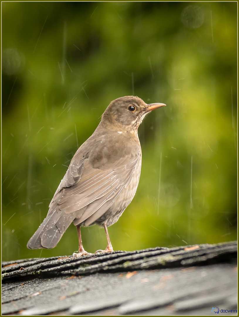 Schiet Regentag