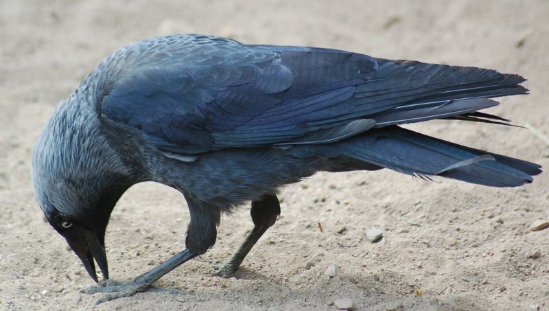 Schiet, schon wieder Sand zwischen den Krallen