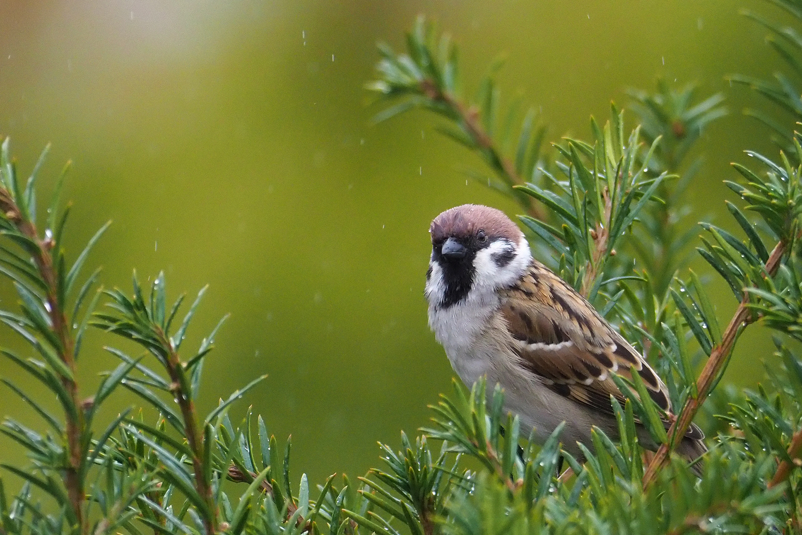 Schietwetter 1