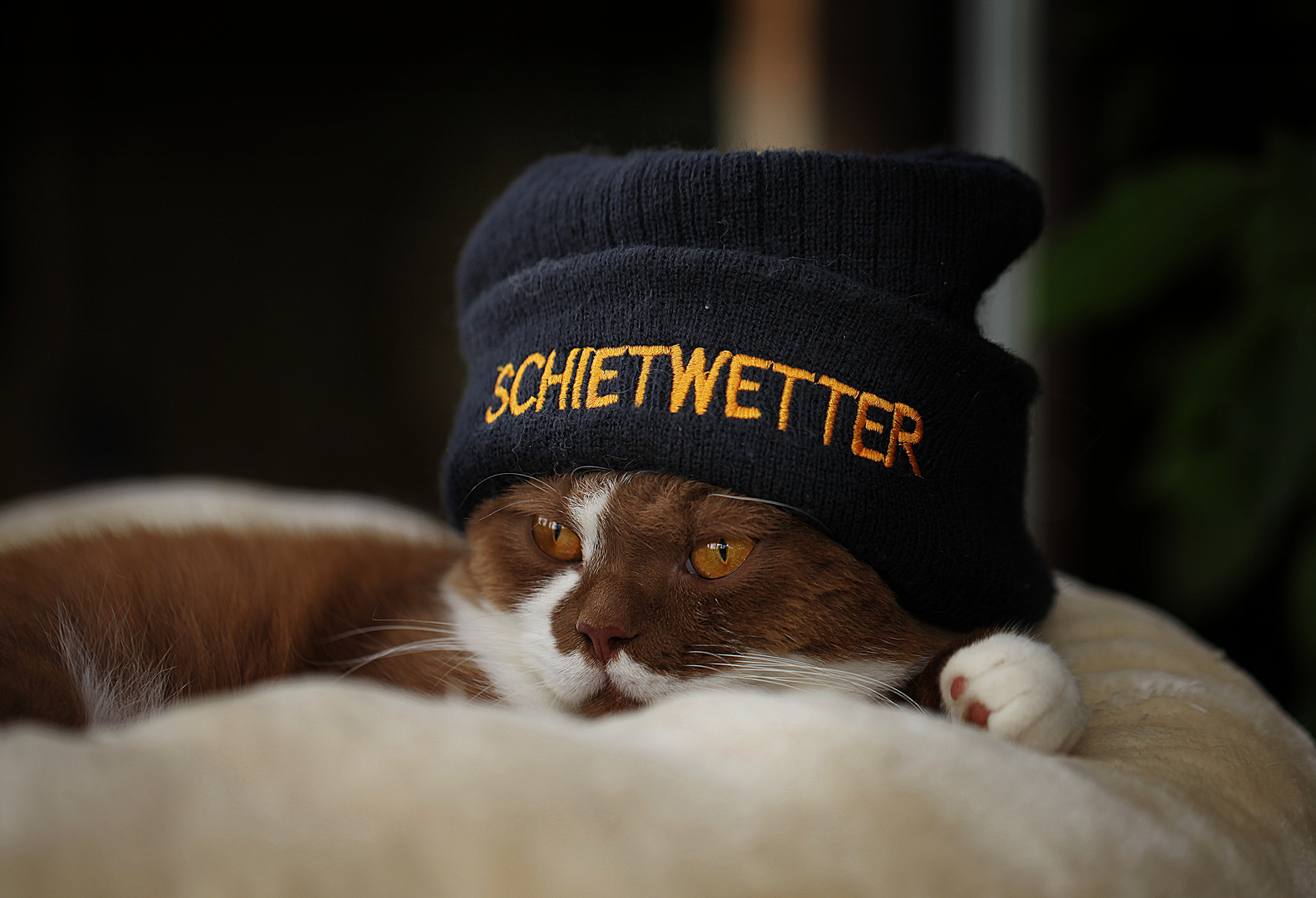 ***Schietwetter***