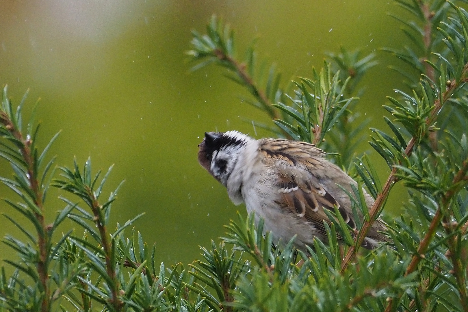 Schietwetter 3