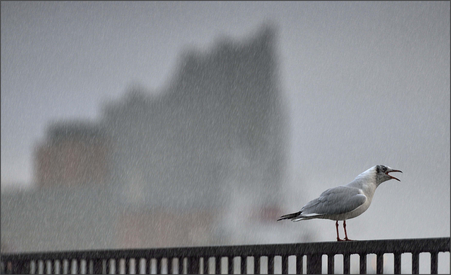 SCHIETWETTER ...