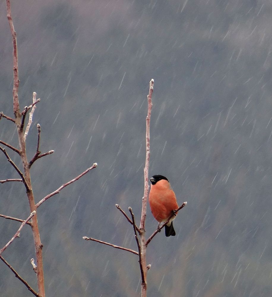 schietwetter bilder kostenlos