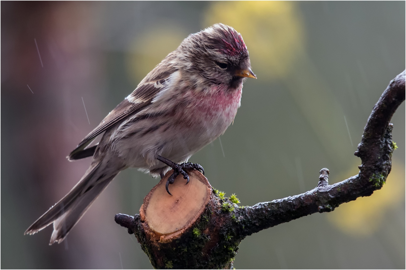 Schietwetter  .....