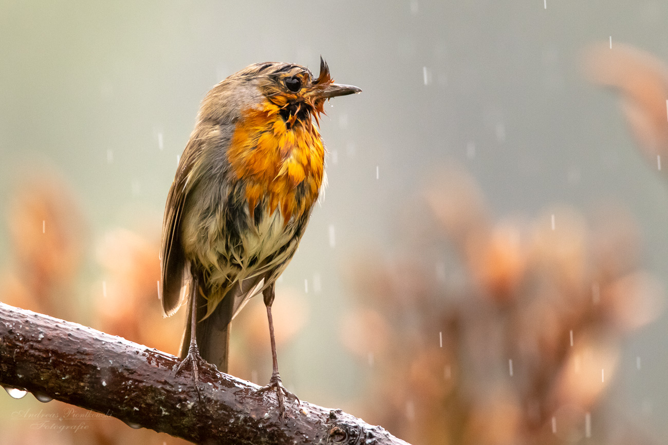 * Schietwetter *