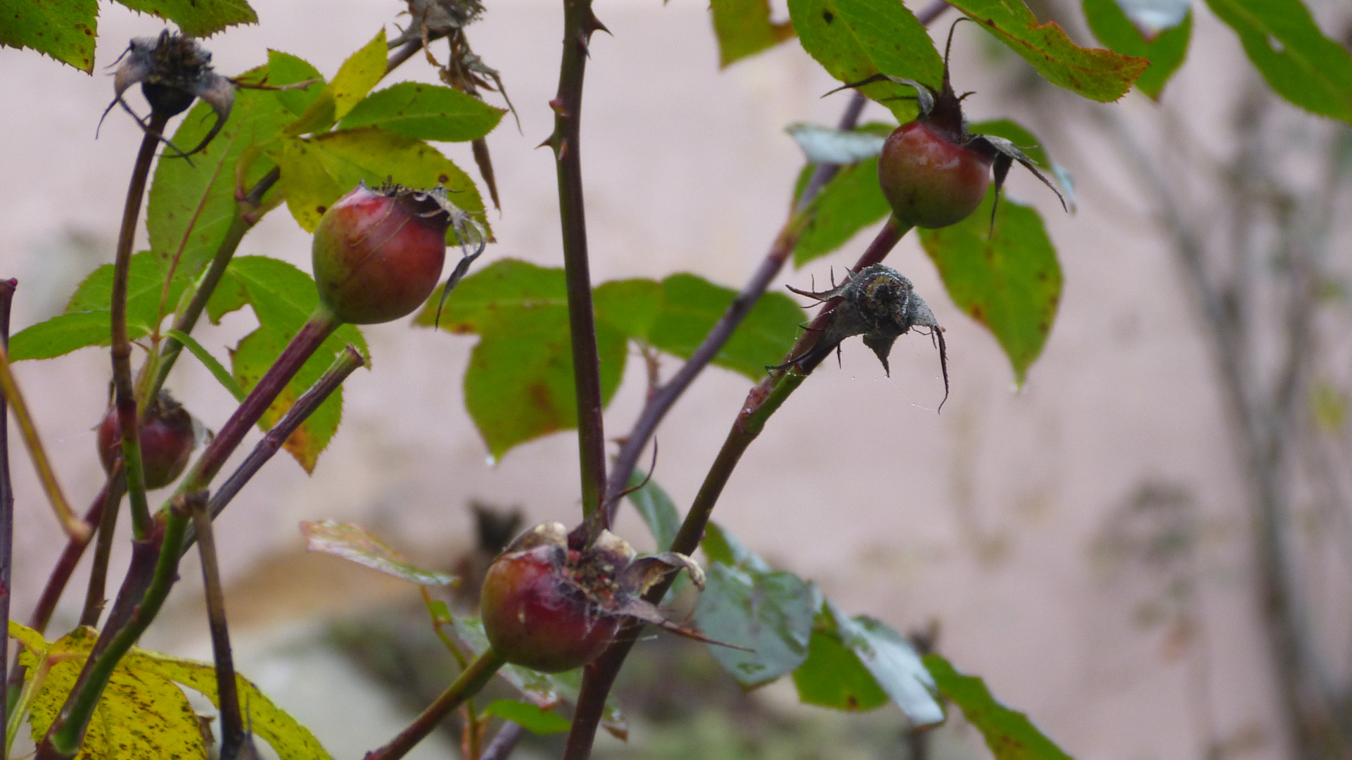 Schietwetter