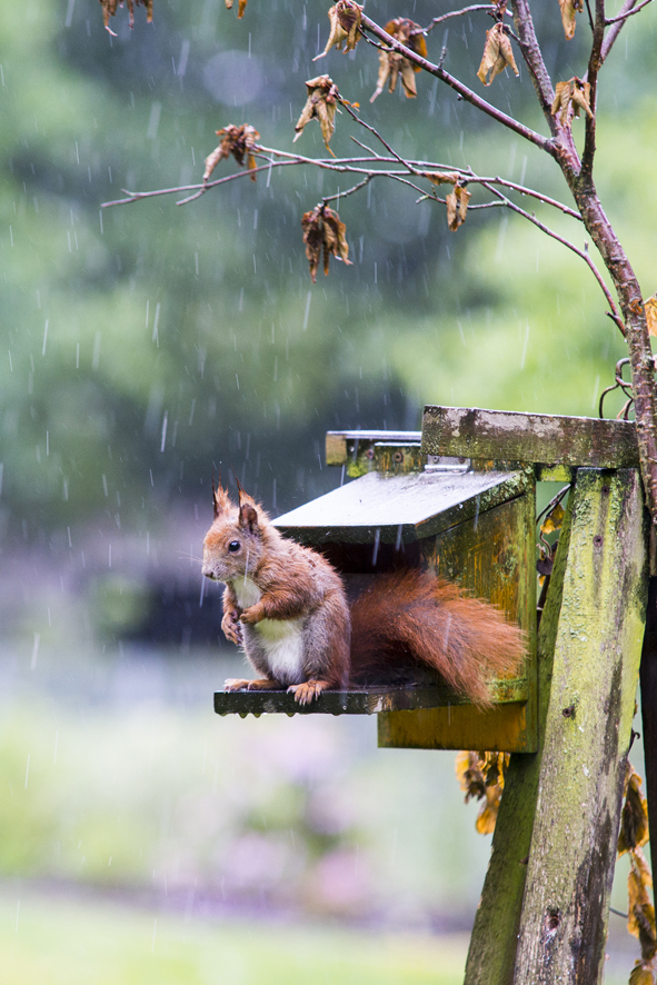 SCHIETWETTER