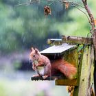 SCHIETWETTER