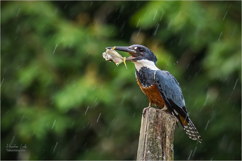 Schietwetter aber Jagdglück