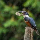 Schietwetter aber Jagdglück