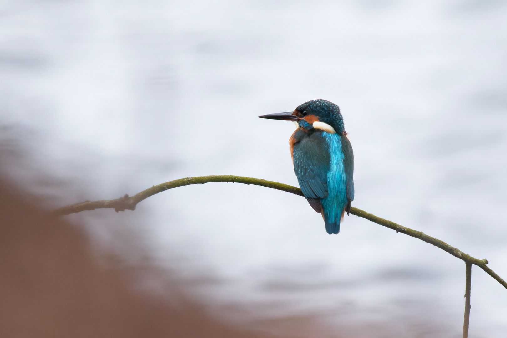 Schietwetter... auch für den Eisvogel