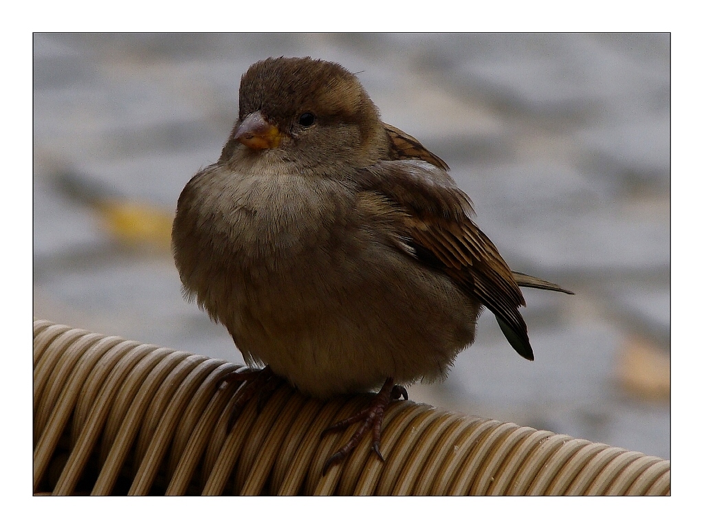 SCHIETWETTER...