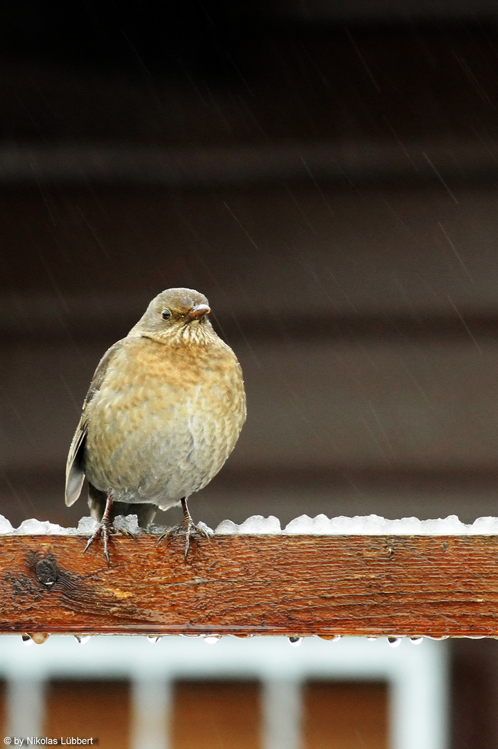 Schietwetter