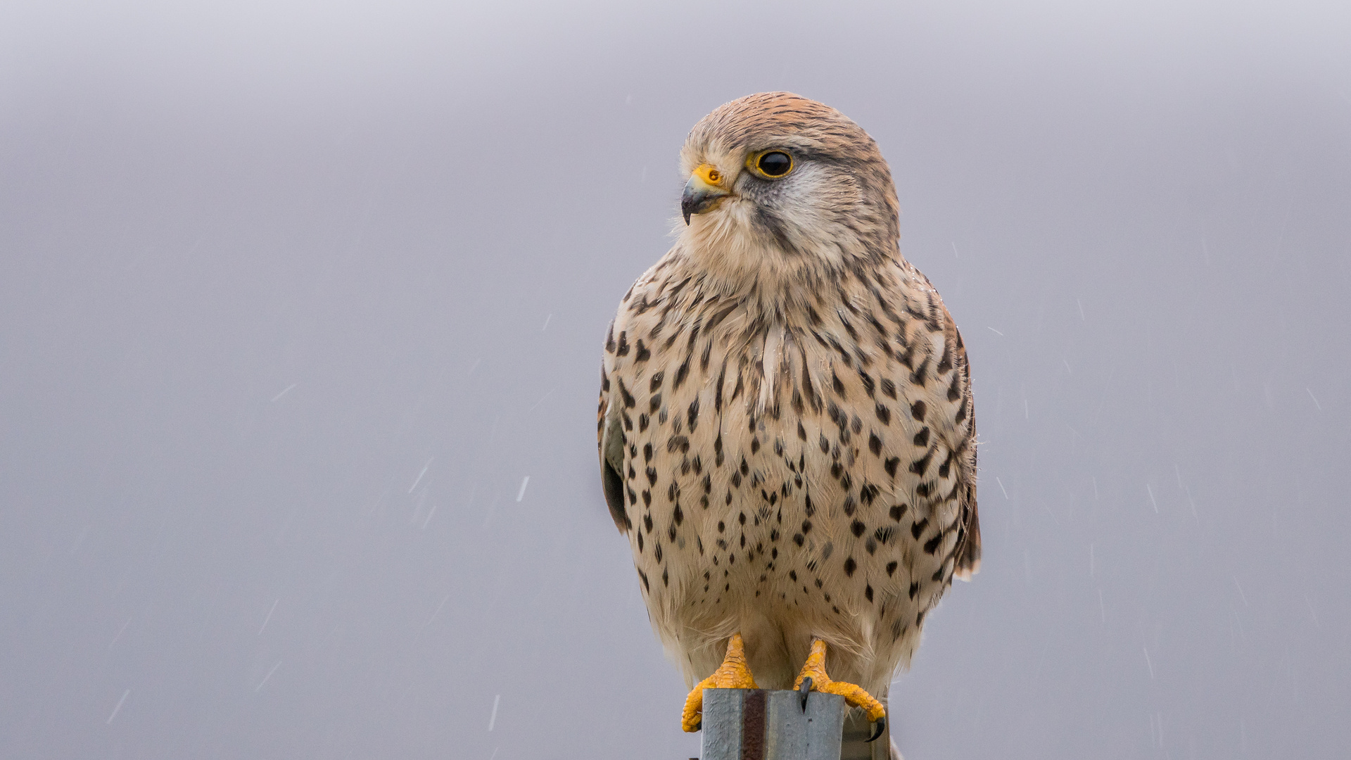 Schietwetter