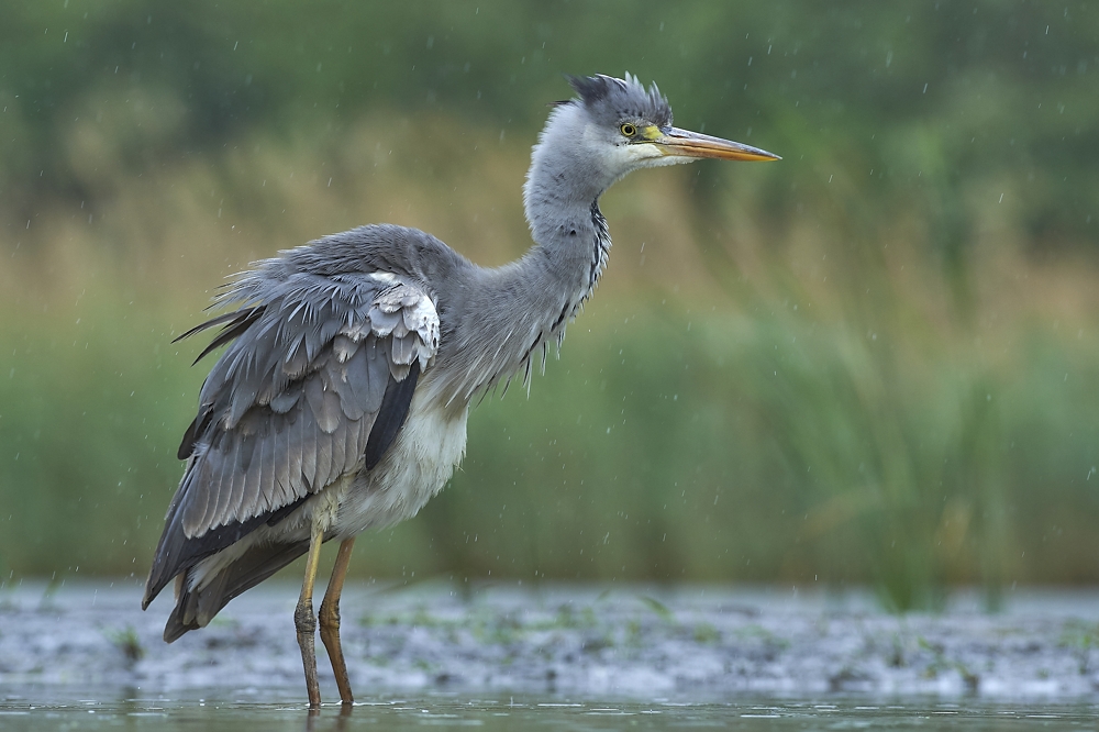 Schietwetter