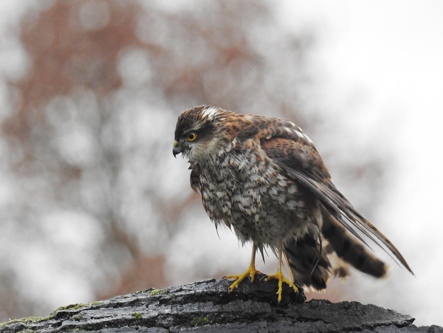 Schietwetter-Greifer