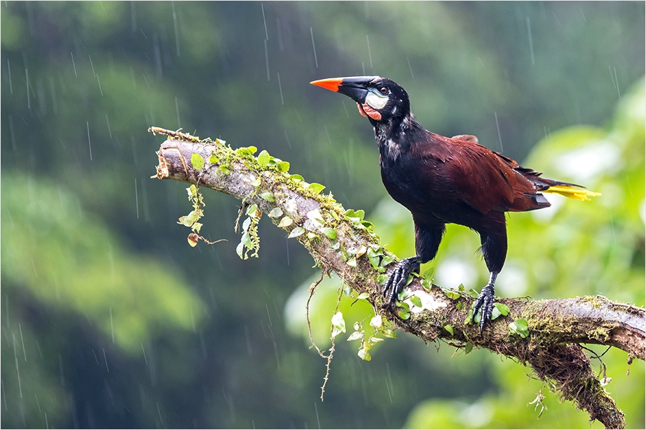 Schietwetter I