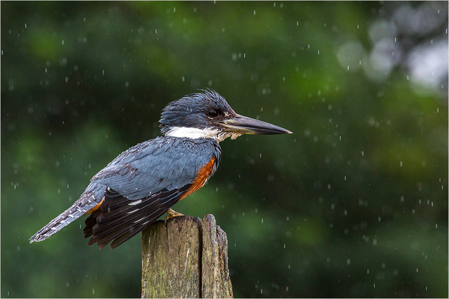 Schietwetter II