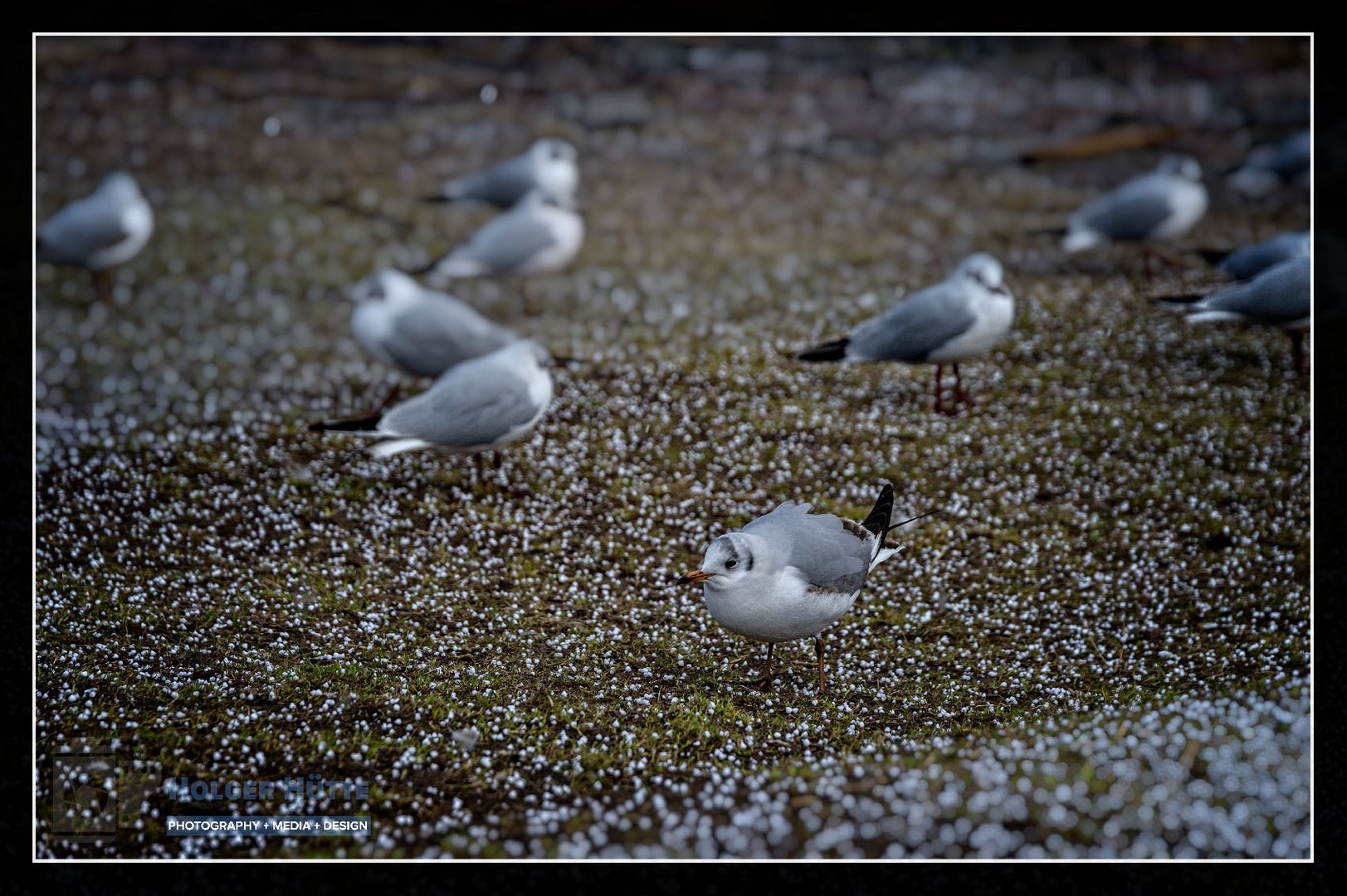 Schietwetter- Möwen im Hagelschauer