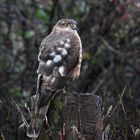 "Schietwetter-Vogel"