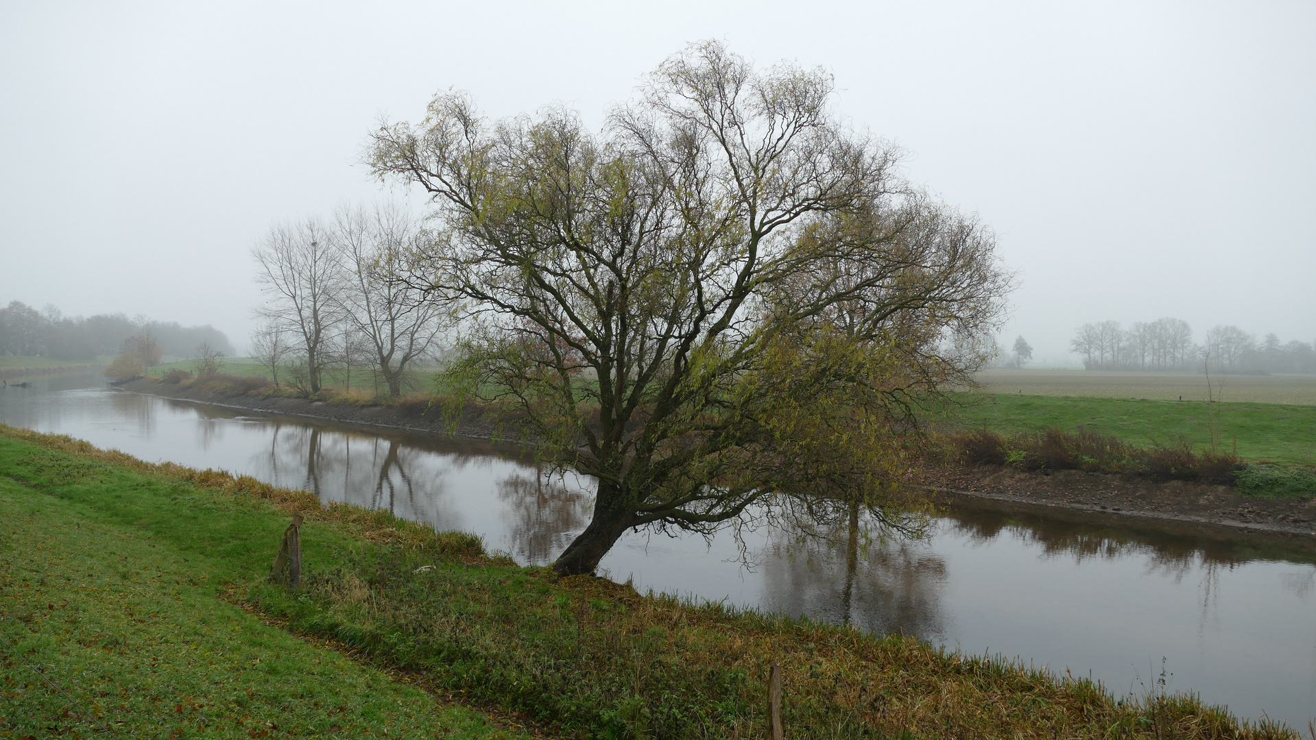 Schiewer Baum