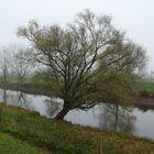 Schiewer Baum