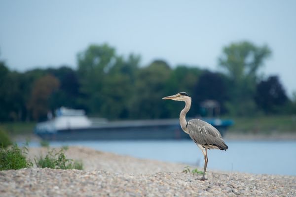 Schiff fangen?? Wozu n Schiff fangen??