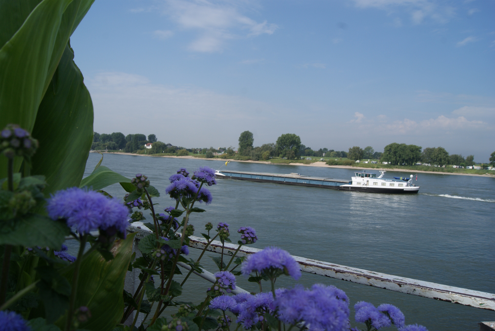 Schiff mit Blumeam Rhein