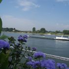 Schiff mit Blumeam Rhein