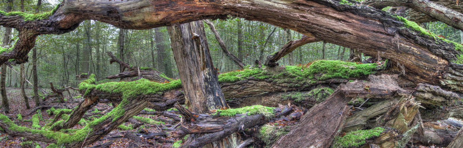 Schifferstadt im Wald