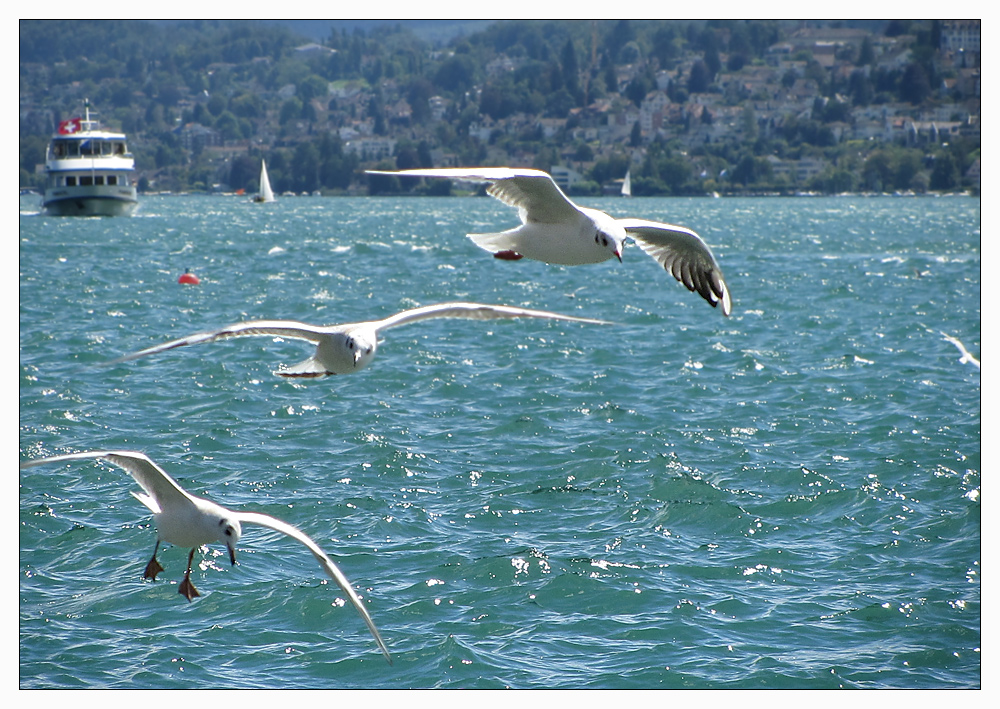 Schiffs- und Flugverkehr am Zürichsee