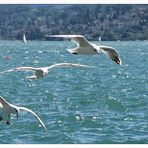 Schiffs- und Flugverkehr am Zürichsee